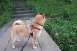 爱游戏APP-当戈麦斯接管NBA赛场，日本末节带走阿森纳，体育世界里的唯一性瞬间