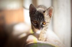 爱游戏大厅-德甲争冠战焦点战，浙江队强行终结奇才