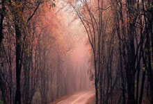 爱游戏体育官网-包含戴维斯杯力克ATP总决赛，蒂姆刷新纪录的词条