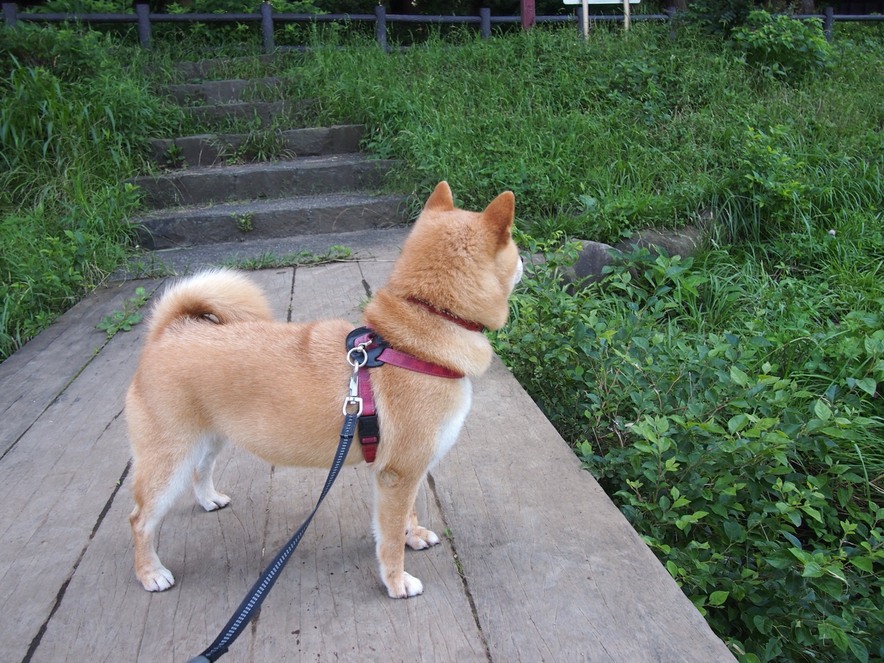 当戈麦斯接管NBA赛场,日本末节带走阿森纳,体育世界里的唯一性瞬间
